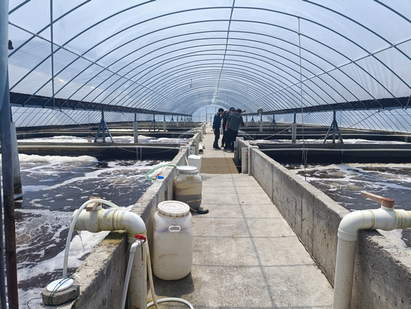 福建工厂化养虾案例展示